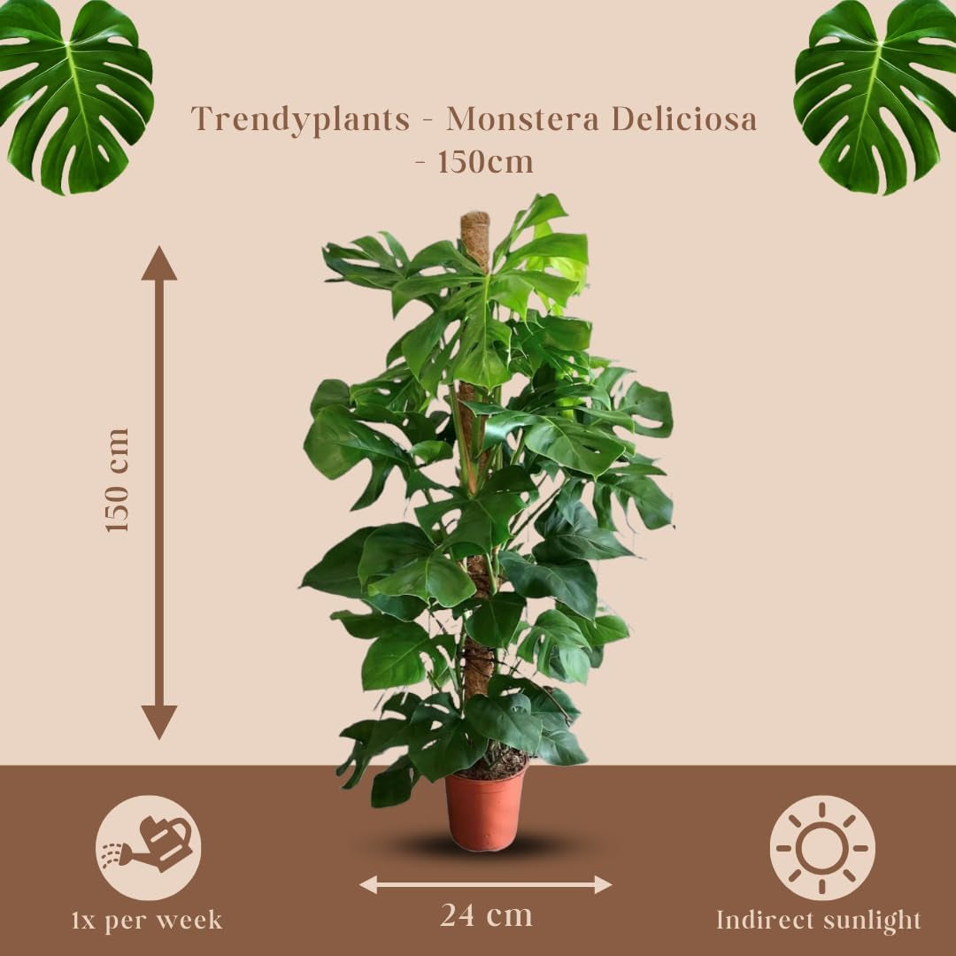 Trendyplants - Monstera Deliciosa - Lochpflanze - Zimmerpflanze - Höhe 140-160 Cm - Topfgröße Ø27Cm