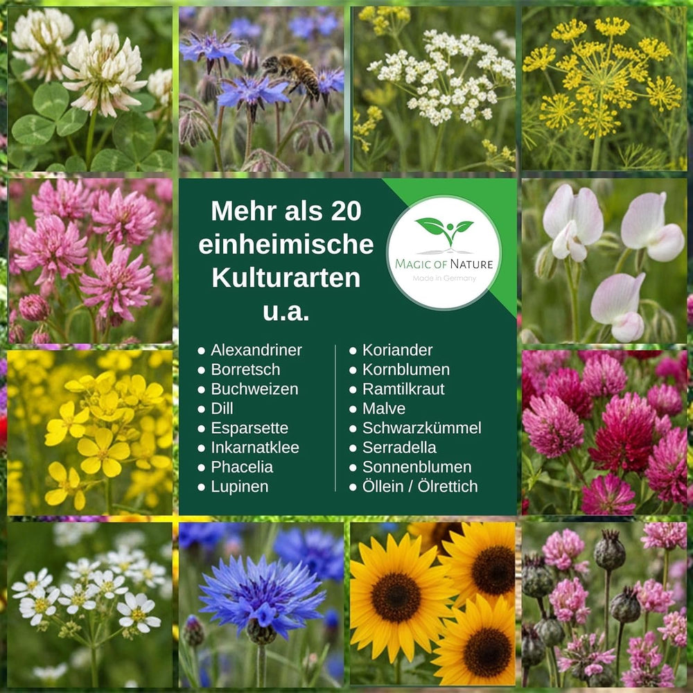 Magic of Nature 800Gr. Blumensamen Mischung - Bienen Paradies - Blühfreudige Bienenweide Für 150 Bis 250 M²