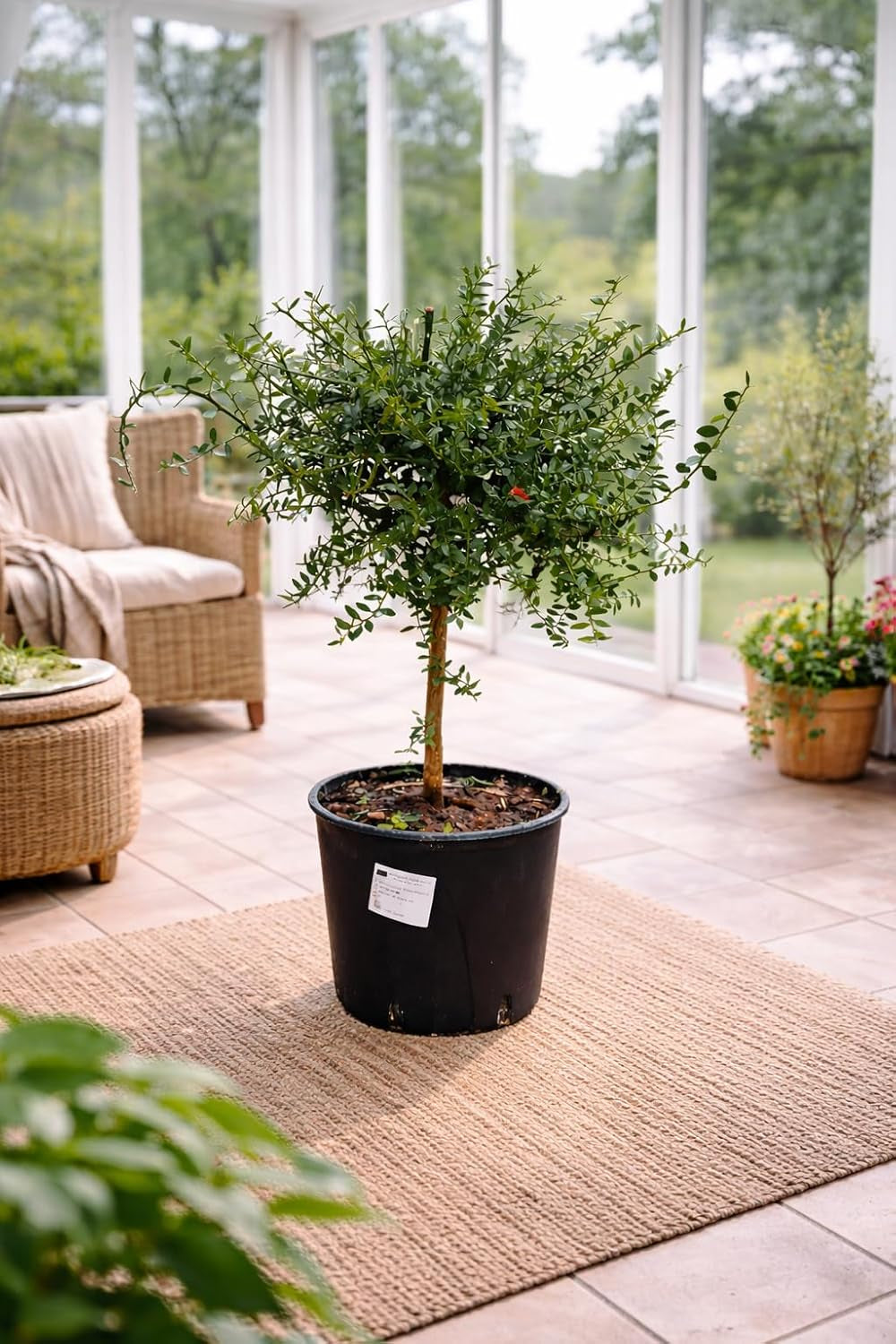 Australische Fingerlimette 60-70 Cm – Kaviar Limette (Caviar-Limette) – Microcitrus Australasica – Exotische Zitrusfrucht Mit Intensiven Aromen – Ideal Für Cocktails, Saucen & Dekoration