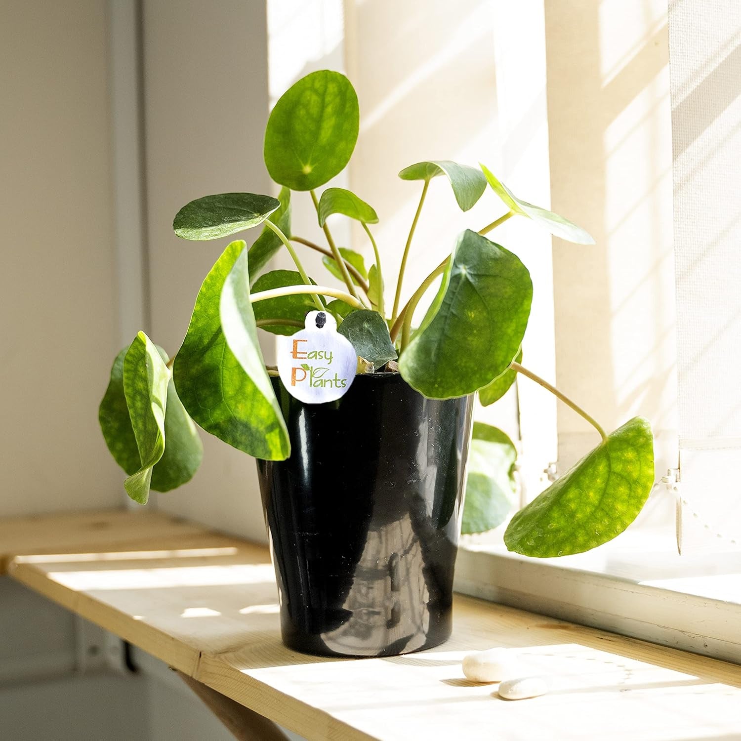 Chinesische Geldpflanze (Pilea Peperomioids) Für Den Innenbereich, Moderne Zimmerpflanze in Schwarzem Keramiktopf