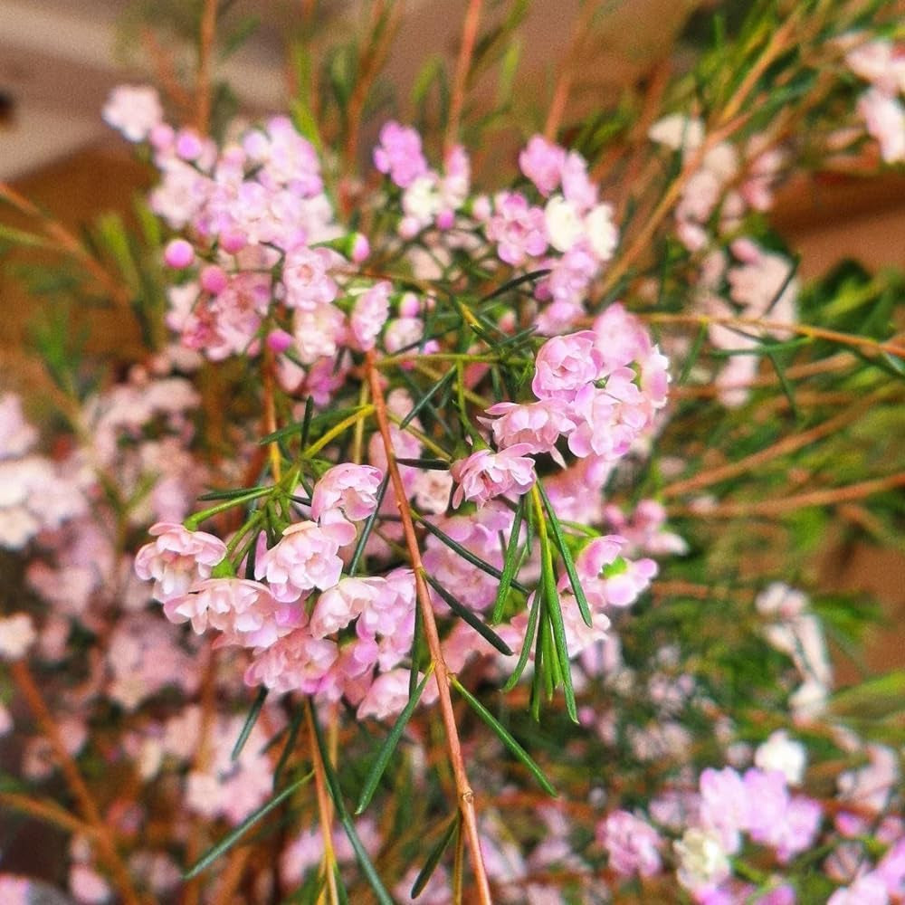 Chamelaucium Uncinatum - Garten Baumsamen Bonsai Ausgefallene Geschenke Bonsaibaum Kletterpflanzen Herbst Deko Wohnzimmer Balkon Zimmerpflanze Immergrüne Gartenpflanzen Winterhart 85Samen