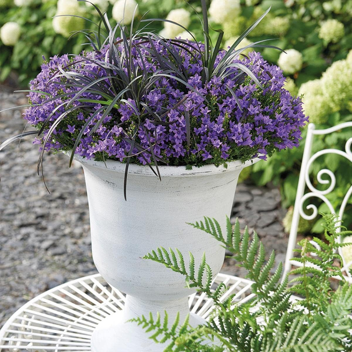 Campanula Addenda - Glockenblume Lila Topfgröße 12Cm - Mehrjährig - Winterhart