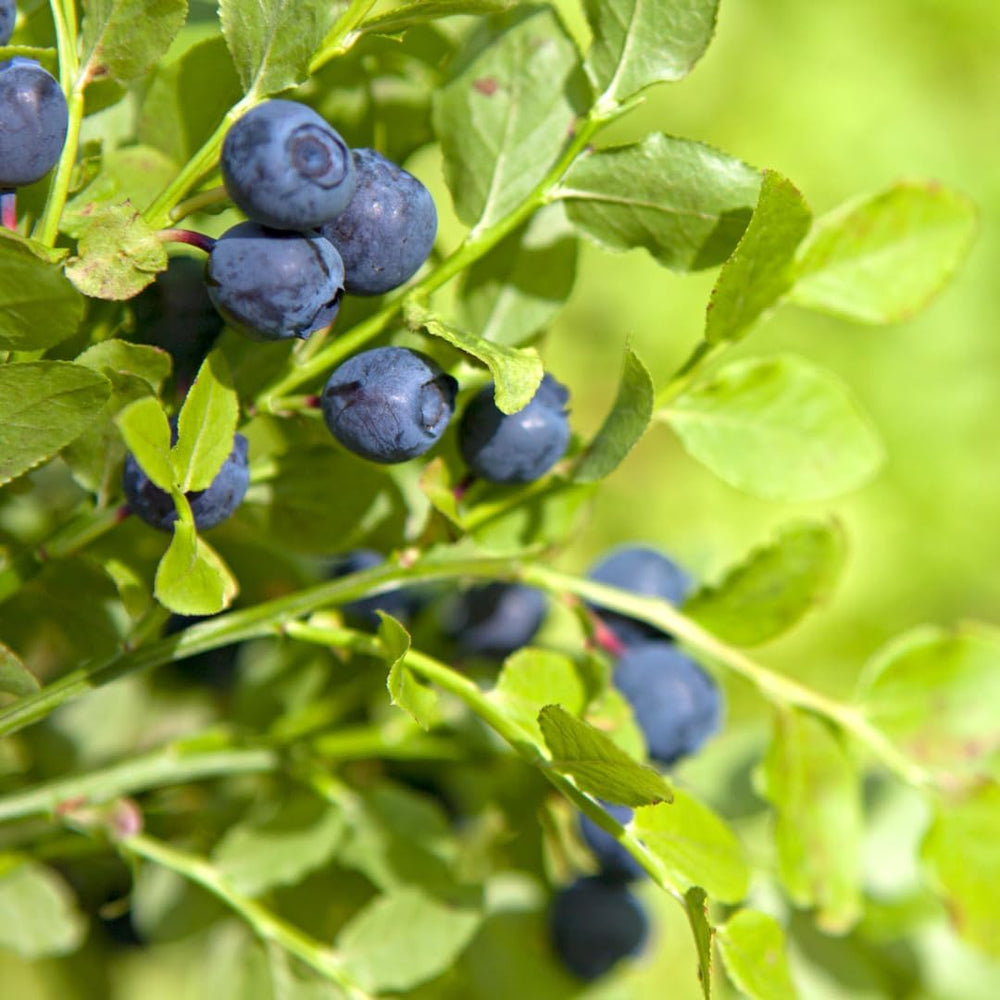 Schwarze Blaubeeren Riesige Amerikanisch Vielfalt Elliot - Obstpflanze Antik Auf Blumentopf 20 - Baum Max 50-100 Cm – 2 Jahre Anbau Italien