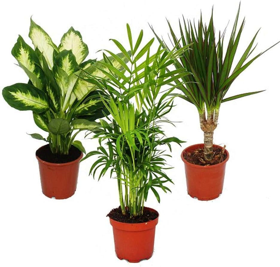 Exotenherz Zimmerpflanzen-Mix II 3Er Set, 1X Dieffenbachia, 1X Chamaedorea (Bergpalme) 1X Dracena Marginata (Drachenbaum), 10-12Cm Topf