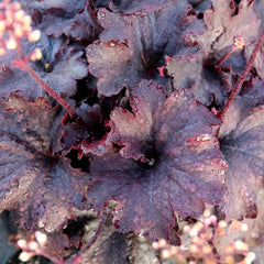 Heuchera - Purpurglöckchen Hochbeet Sträucher Winterhart Blühend Balkon Kräutergarten Küche Indoor Exotische Balkon Blumensamen Gastgeschenk Kräuterpflanzen 100Samen