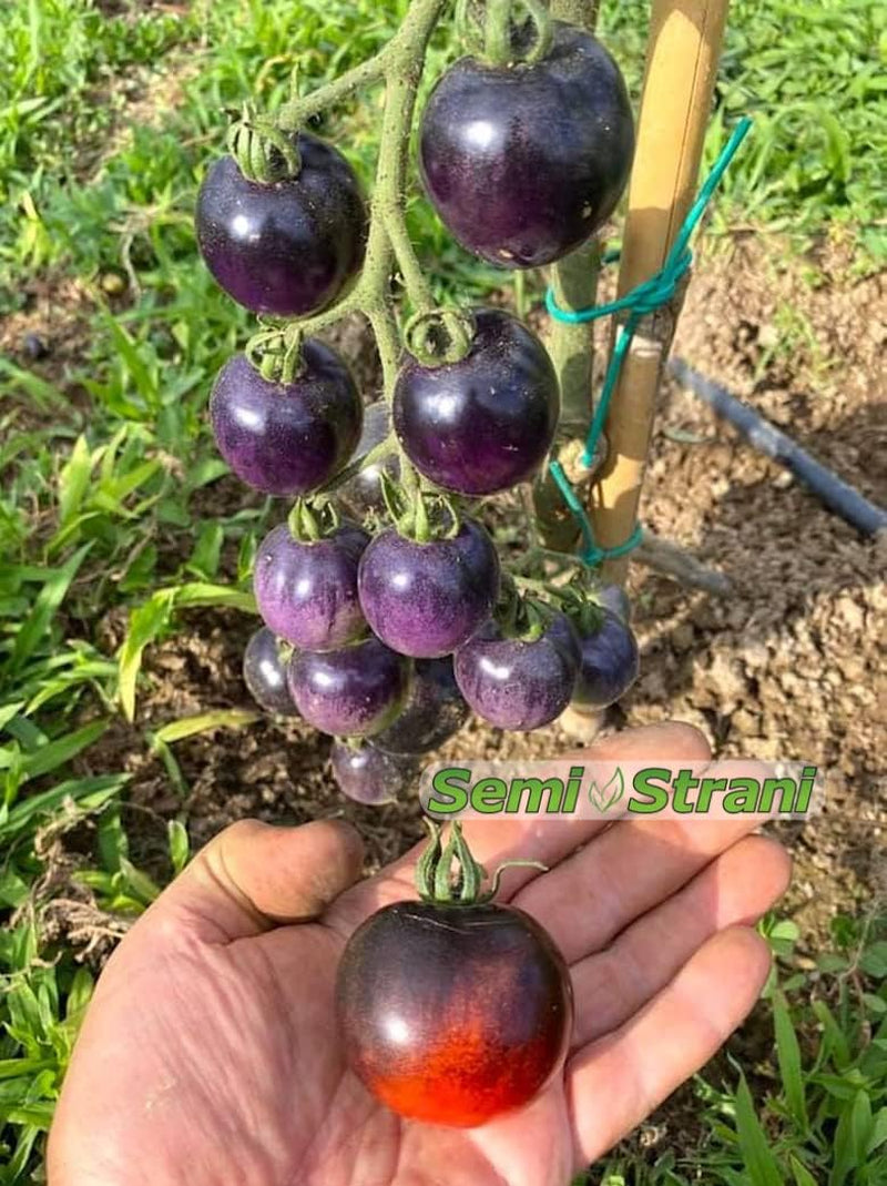 200 TOMATENSAMEN in 20 SELTENE SORTEN REICH an NÄHRSTOFFKONSTANTEN + LEITFADEN: ITALIENISCHE RIESENTOMATE, KRIMSCHWARZ, GRÜNES ZEBRA, INDIGO ROSE, CHEROKEE PURPLE, ROMA, SAN MARZANO Usw