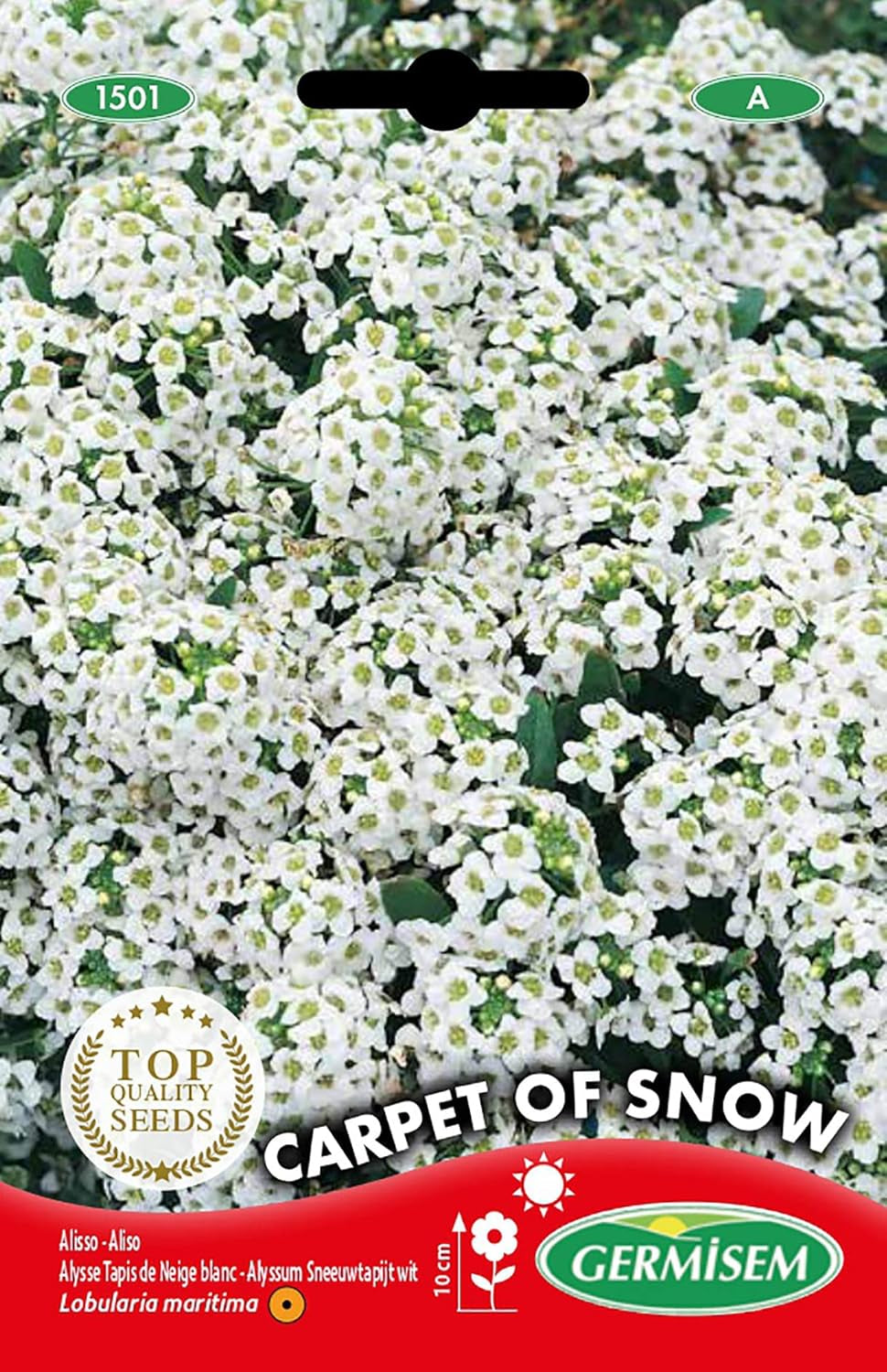 Blaukissen, Mehrfarbig, EC1505 & Steinkraut Alyssum, Mehrfarbig, EC1501