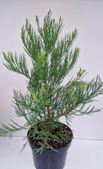 Immergrüner Mammutbaum Sequoiadendron Giganteum 40-50 Cm Hoch Im 7,5 Liter Pflanzcontainer