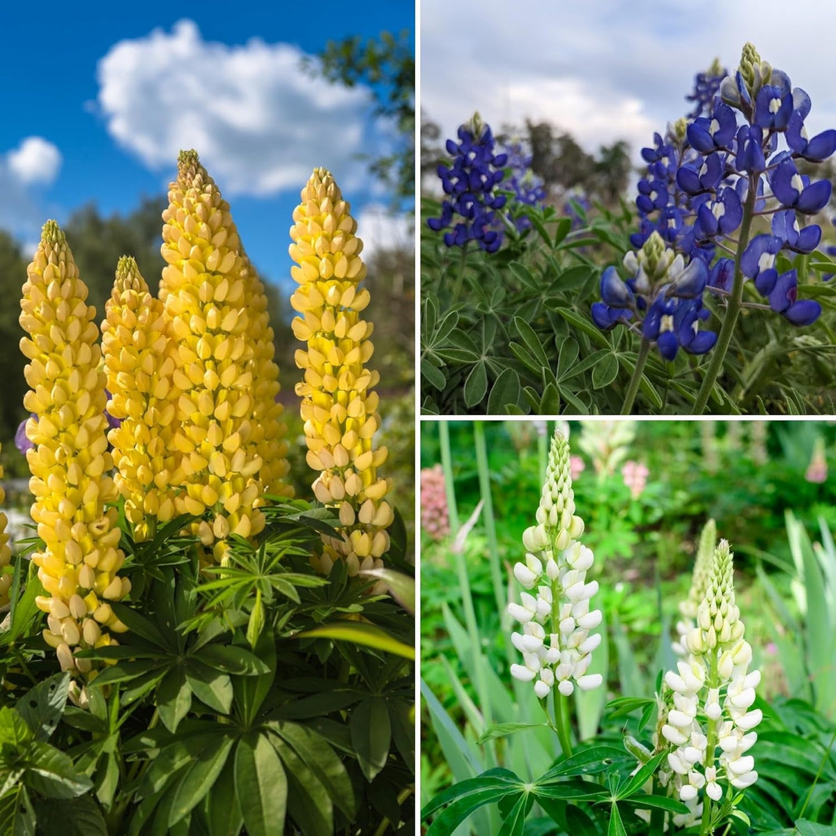 1000 Semințe de Lupin Mix Albastru Alb Galben Îngrășământ pentru Flori Sălbatice Albine Fluturi