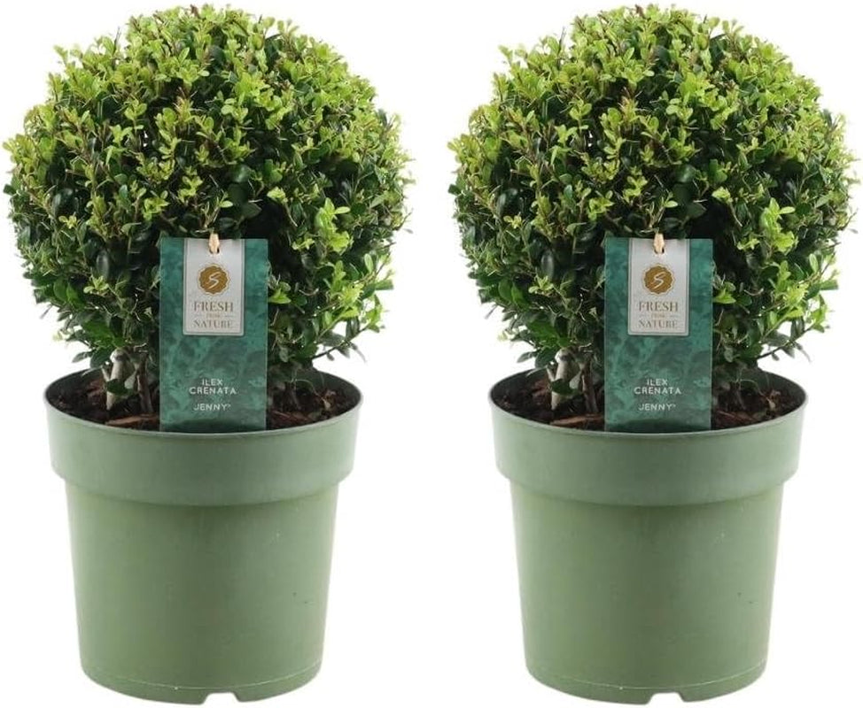 Plants by Frank | Echte Stechpalme Kugel | 1X Ilex Crenata 'Jenny' 20 Cm & 1X Kugel 25 Cm | Set Von 2 Stück | 20-25 Cm Ø Durchmesser | Buchsbaum Ersatz | Gartenpflanzen | Buchsbaum