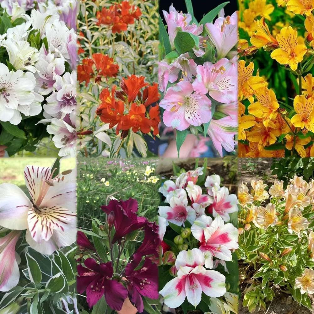 Alstroemeria - Zimmerpflanze Gartenpflanzen Garten Winterharte Winterharte Alstroemeria Indoor Garten Kräutersamen 550Samen