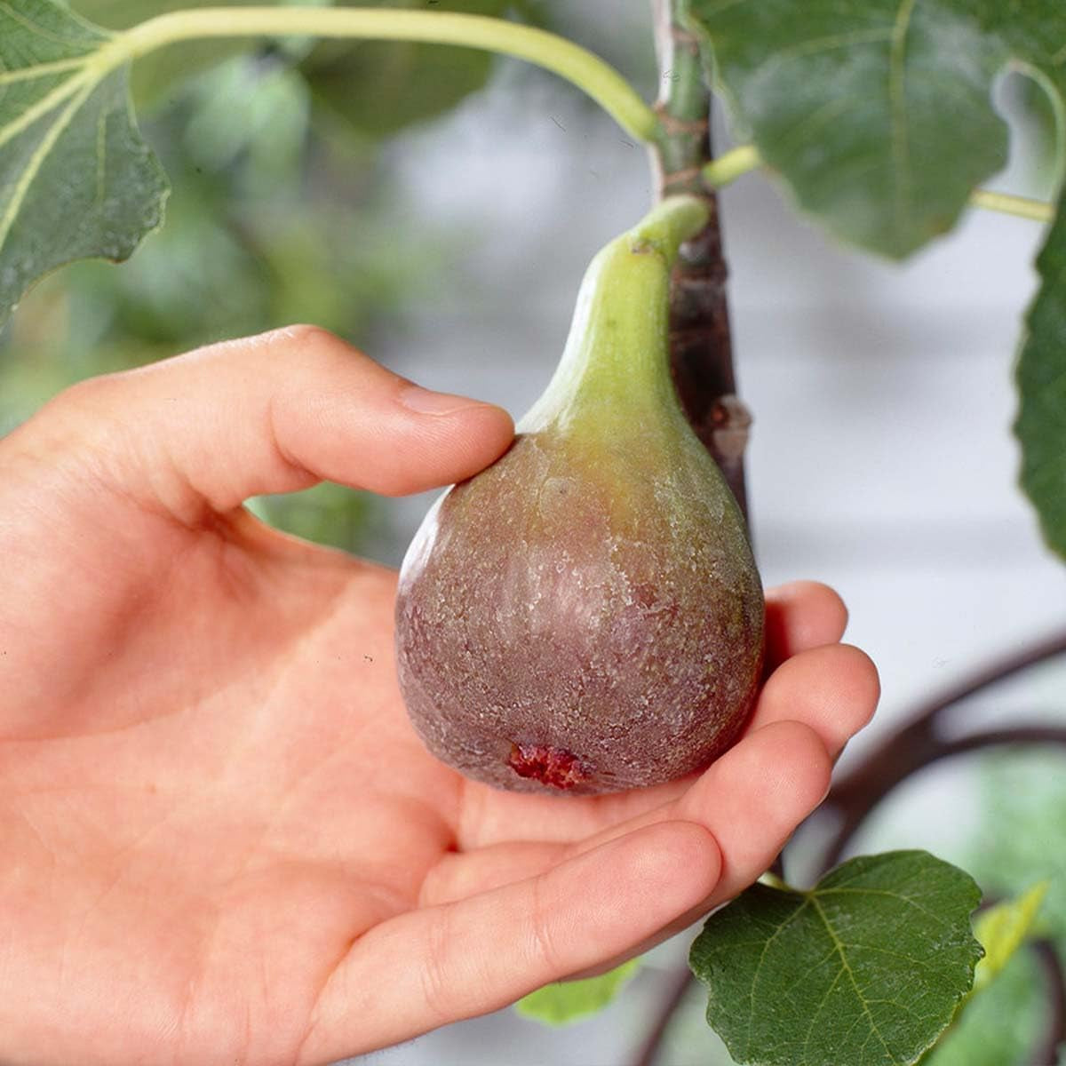 Bloomique - Ficus Carica Brown Turkey - Feigenbaum - Obstbäume - Gartenpflanzen - Winterhart - 80-100 Cm Hoch - Topf 21 Cm