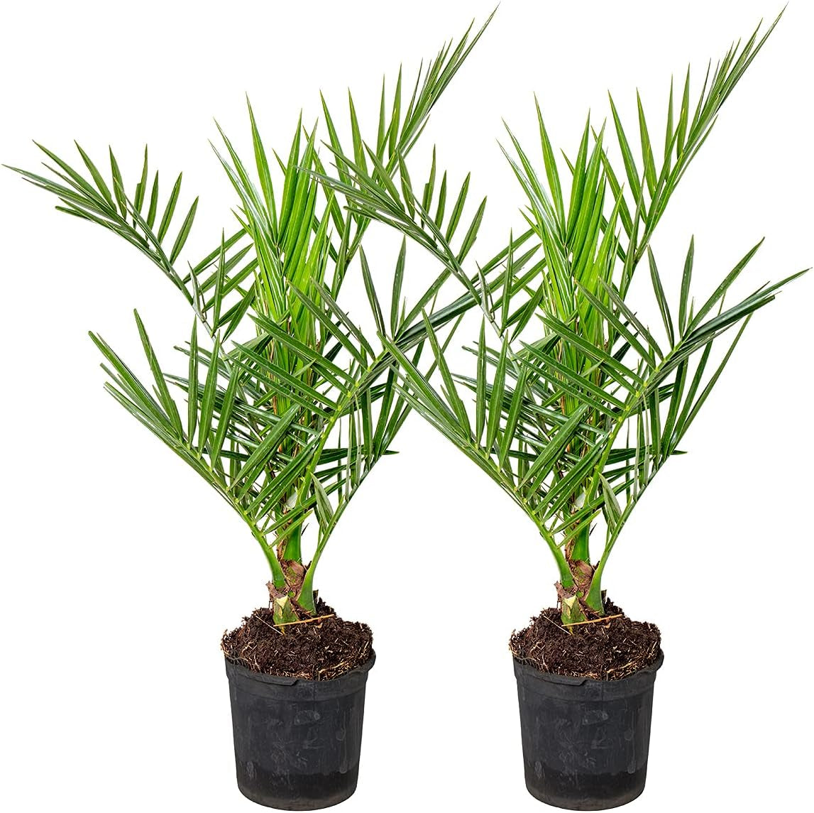 Bloomique - 2Er Set - Phoenix Canariensis - Kanarische Dattelpalme - Palme - Balkonpflanzen Winterhart - Höhe 80-100 Cm - Topf 19 Cm