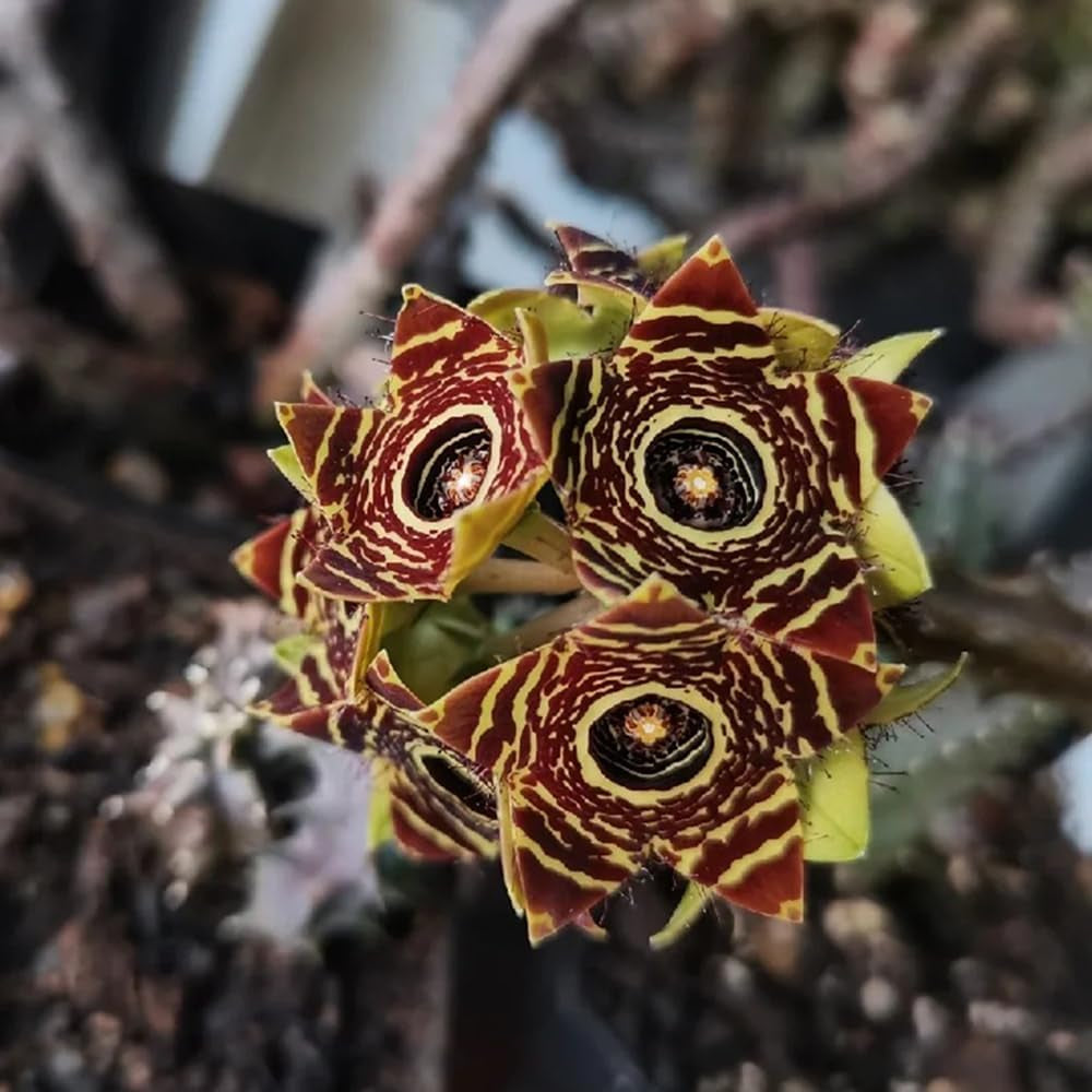 Stapelia - Kräuterpflanzen Balkongewächshäuser Wohnzimmer Deko Pflegeleichte Zimmerpflanzen Blumensamen Für Sonnige Plätze Grünpflanzen Dekopflanzen Bio Exotische Sukkulenten 10Samen