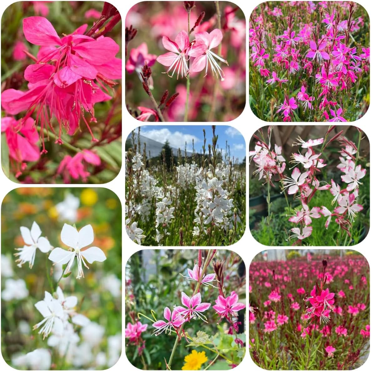 Prachtkerze Für Sonnige Plätze Blumendeko Blumenwiese Gartendeko Für Draußen Balkon Schmetterlingswiese 300Samen