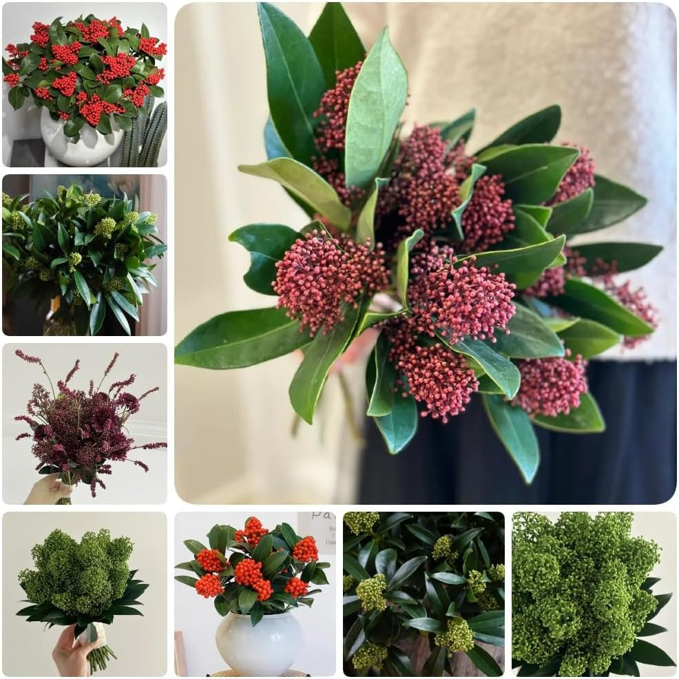 Skimmia, Wohnzimmer Deko Skimmia Japonica Rubella, Alte Sorten Pflanzensamen Exotische Sträucher Garten 50Samen