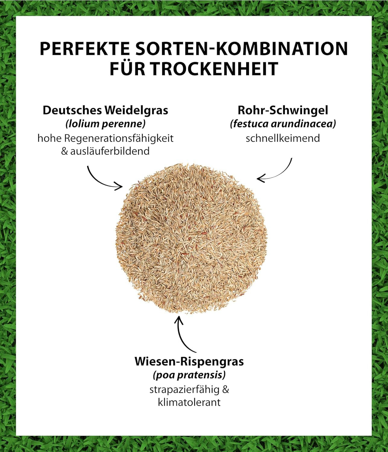 Dehner Saatgut Trockenrasen, Hochwertige Rasensamen Für Strapazierfähigen/Trockenheitsresistenten Rasen, Schnell Keimend/Pflegeleicht, Ideal Für Heiße Sommermonate, 3 Kg Für Ca. 100 M²
