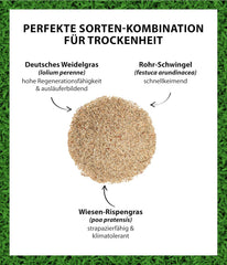 Dehner Saatgut Trockenrasen, Hochwertige Rasensamen Für Strapazierfähigen/Trockenheitsresistenten Rasen, Schnell Keimend/Pflegeleicht, Ideal Für Heiße Sommermonate, 3 Kg Für Ca. 100 M²