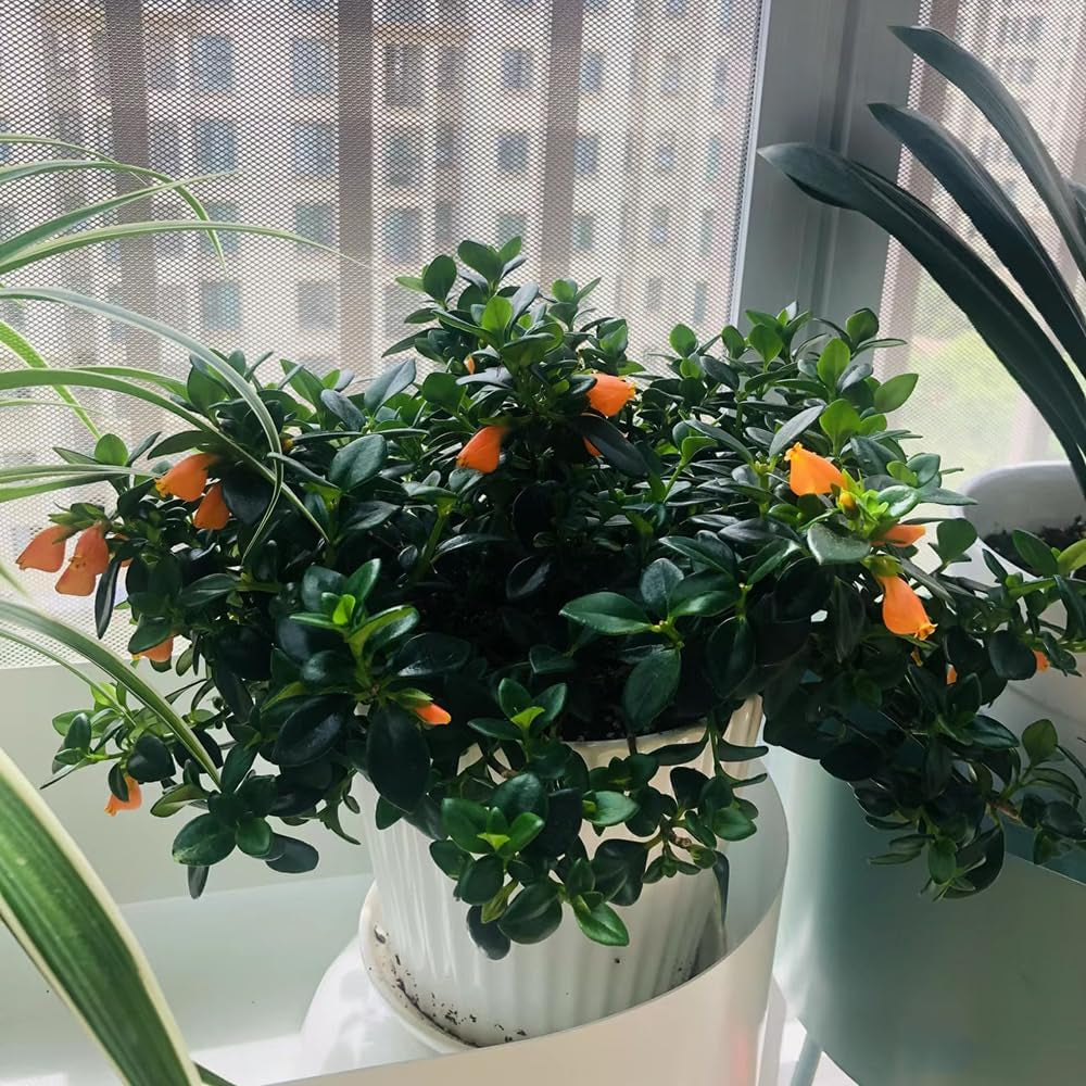 Goldfish Chlorophytum, Seltene Winterharte Balkonpflanzen Stauden Winterhart Mehrjährig Wohnzimmer Deko, Zaun Deko Bio 75Samen
