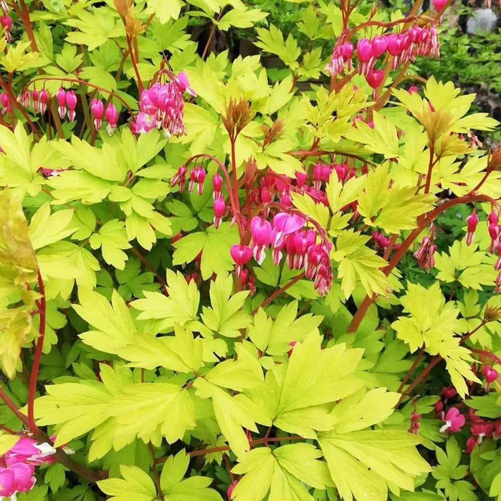 Tränendes Herz, Dicentra Spectabilis - Zierblumen Für Sonnige Plätze Hecken Sträucher Winterhart Blühend Bonsai Balkon Blumensamen Schattenpflanzen Wildblumensamen Balkonblumen 70Samen
