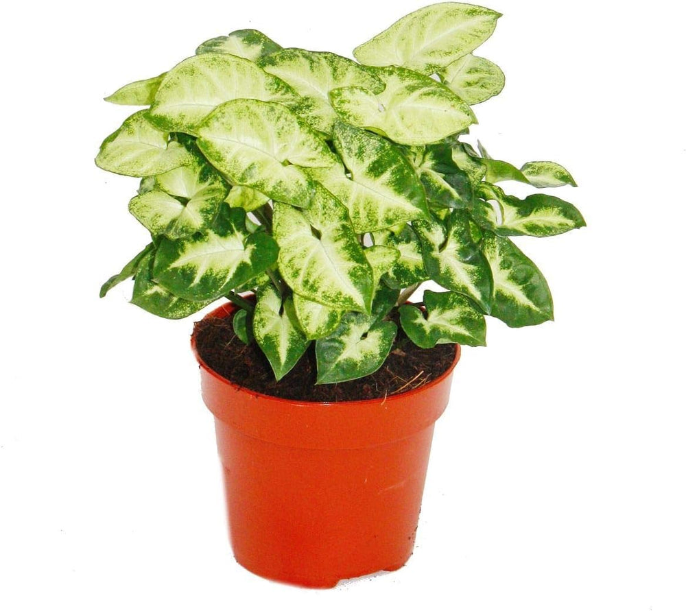 Exotenherz Zimmerpflanzen-Mix II 3Er Set, 1X Dieffenbachia, 1X Chamaedorea (Bergpalme) 1X Dracena Marginata (Drachenbaum), 10-12Cm Topf