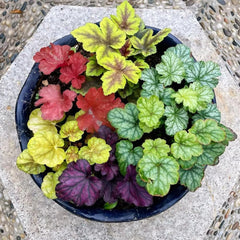 Heuchera - Purpurglöckchen Immergrüne Sträucher Hecken Heilkräuter Garten Geschenk Schnell Wachsende Sträucher Seltene Küchenkräuter Deko Deko Wohnzimmer Frühlingsblumen 400Samen