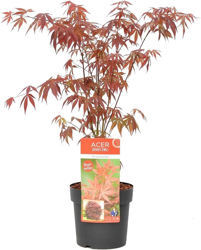 Bloomique - Acer Palmatum Atropurpureum - Japanischer Ahorn - Buntes Laub - Gartenpflanzen - Winterhart - 50-70 Cm Hoch - Topf 19 Cm