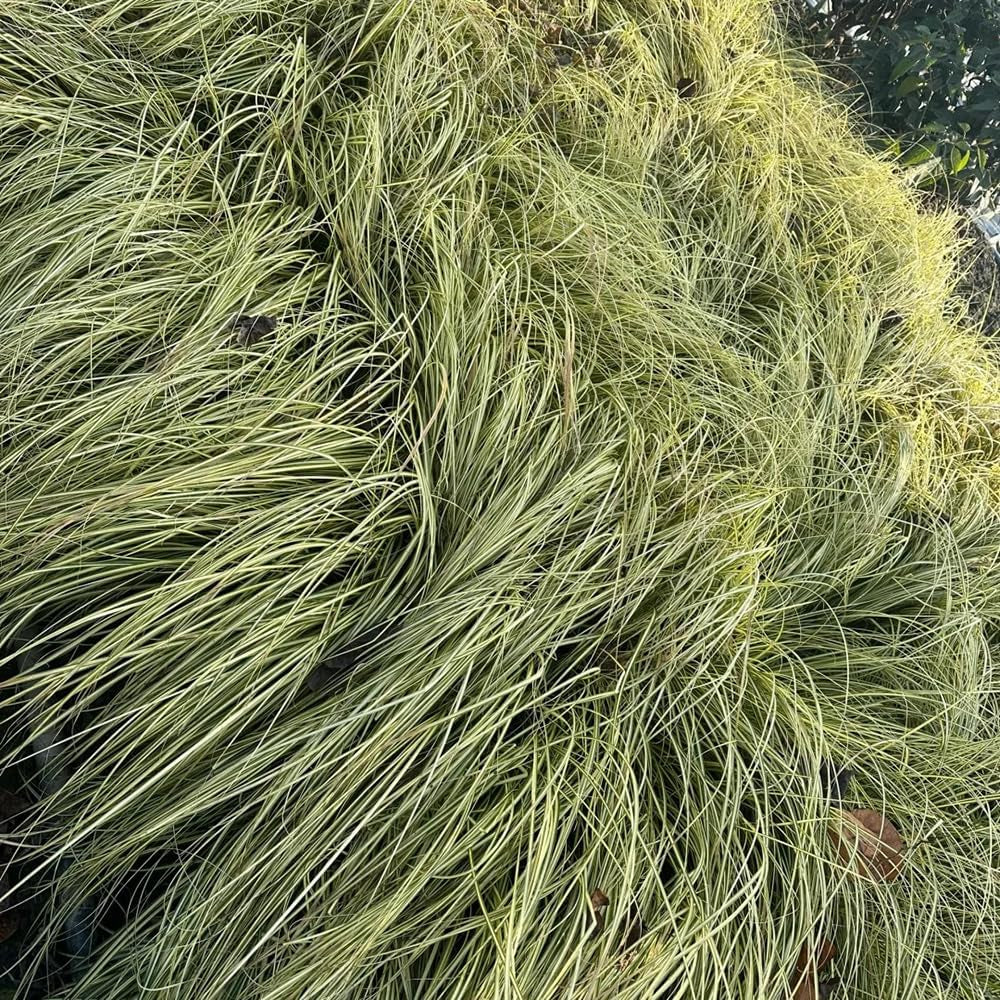 Carex Oshimensis Evergold Sträucher Für Den Garten Seltene Outdoor Ziergräser Gartenpflanzen Für Draußen Steingartenpflanzen Herbst Deko Topfpflanzen Draußen Winterhart Winterharte 500Samen