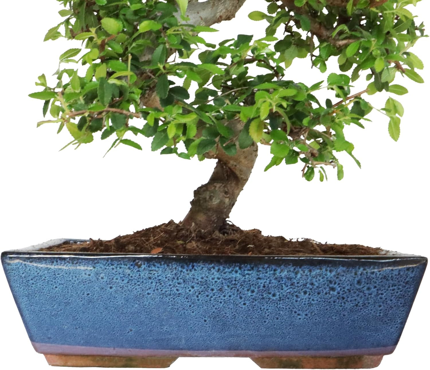 KENTIS - Zelkova Bonsai Baum Echt - Zelkoven Gartenbonsai Und Zimmerbonsai - H 45/55 Cm Topf 27,5 Cm