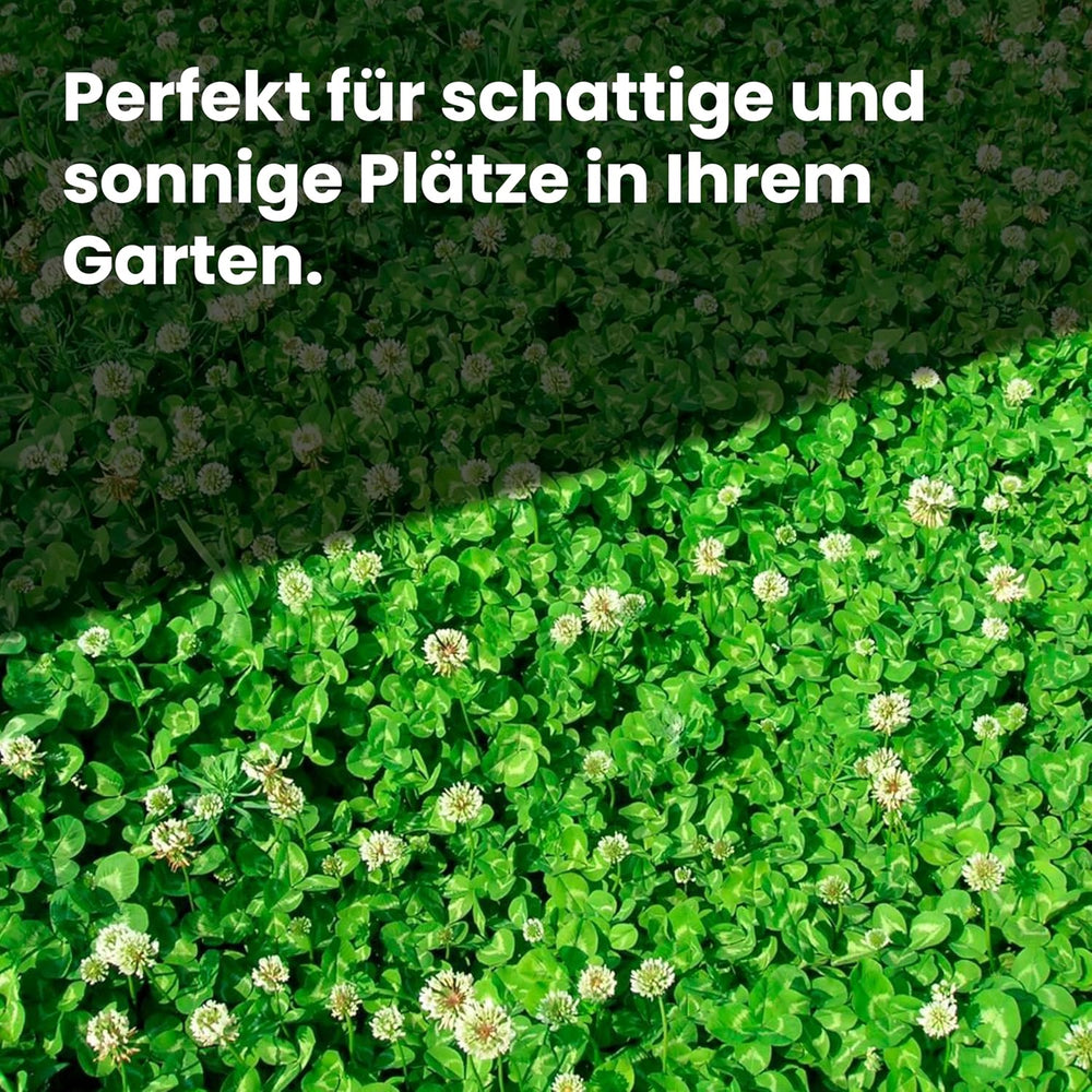 LERAVA Klee Samen (50 M²) - Mikroklee Samen Mähfrei - Weißklee Für Schattige Und Sonnige Flächen - Verbesserte Bodenqualität Durch Stickstofffixierung - Kleesamen Für Pflegeleichte Kleerasen