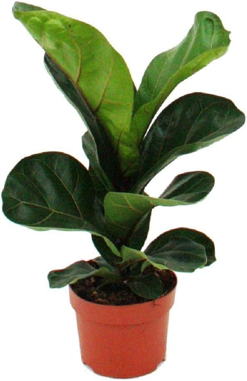 Exotenherz Zimmerpflanzen-Mix II 3Er Set, 1X Dieffenbachia, 1X Chamaedorea (Bergpalme) 1X Dracena Marginata (Drachenbaum), 10-12Cm Topf