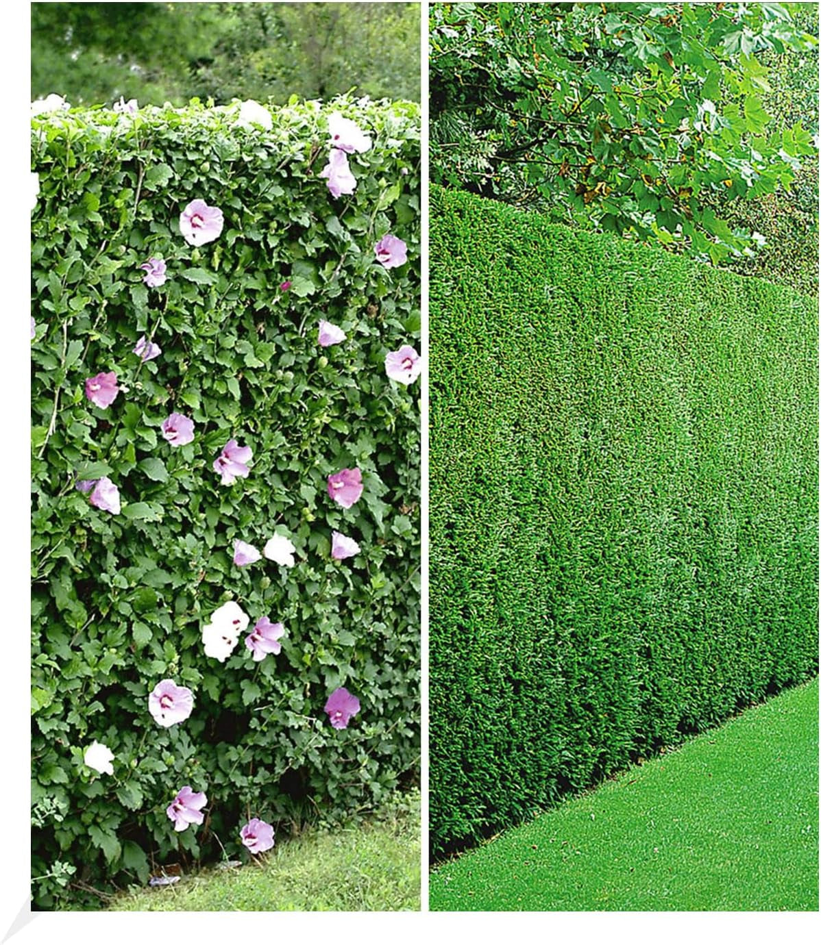 BALDUR Garten 10Er Gemischte Hecken-Kollektion, Pflanzen Im 9X9 Cm-Topf, Je 5 Pflanzen Hibiskus-Hecke Und Leyland-Zypressen-Hecke, Winterhart, Blühend, Hibiscus Syriacus, Cupressocyparis Leylandii