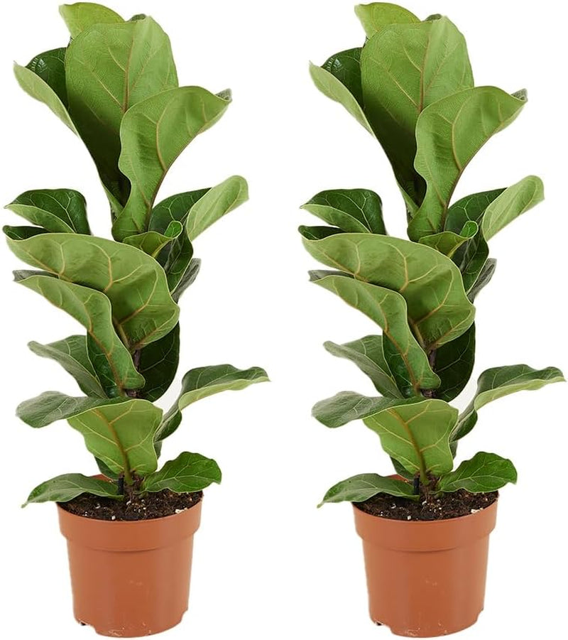 Bloomique - 2Er Set - Ficus Lyrata - Geigenfeige - Zimmerpflanzen Groß - Pflegeleicht - Luftreinigend - Höhe 60-70 Cm - Topf 17 Cm