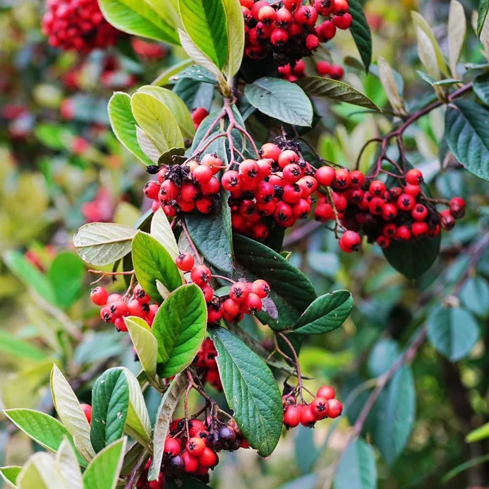 Teppichmispel, Alte Sorten Bodendecker Cotoneaster Dammeri, Garten Herbstblumen Winterhart Baumsamen Blumensamen Gastgeschenk Blühende Sträucher Winterhart 180Samen
