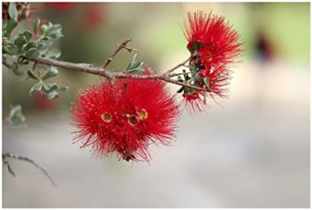 Stk - 30X Kunzea Baxteri Strauch Garten Pflanzen - Samen ID1399 -
