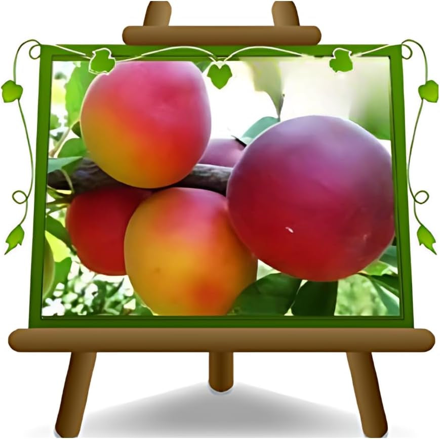 Susincocco Pflaumen - Obstpflanze Alte Frucht Auf Blumentopf 20 - Baum Max 170 Cm – 2 Jahre Anbau Italien