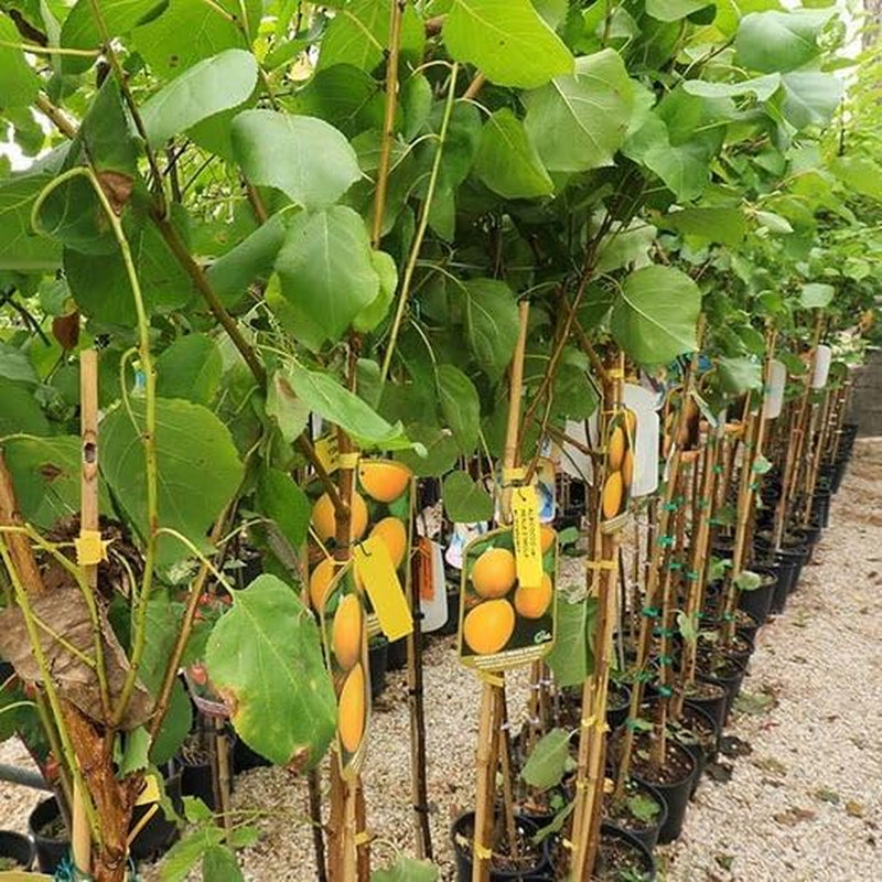 Aprikosenbaum Bulida Obstbaum Im Topf 26 Cm Höhe Ca. 180 Cm – Alter 4 Jahre - Italienische Gärtnerei