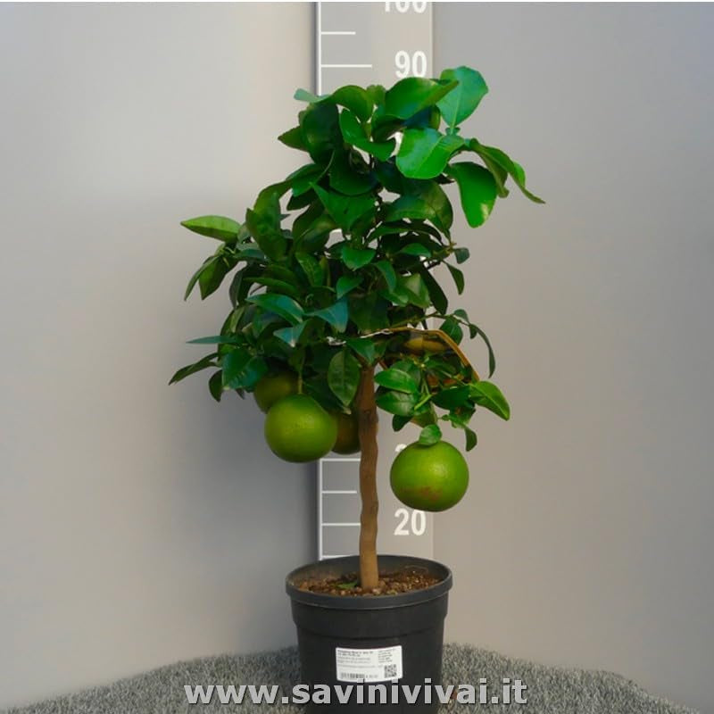SAVINI VIVAI Grapefruitpflanze, Rosa Grapefruit-Zitrusbaum Im 20 Cm Topf, Höhe 70 Cm, 2-3 Jahre Veredelung, Hergestellt in Italien