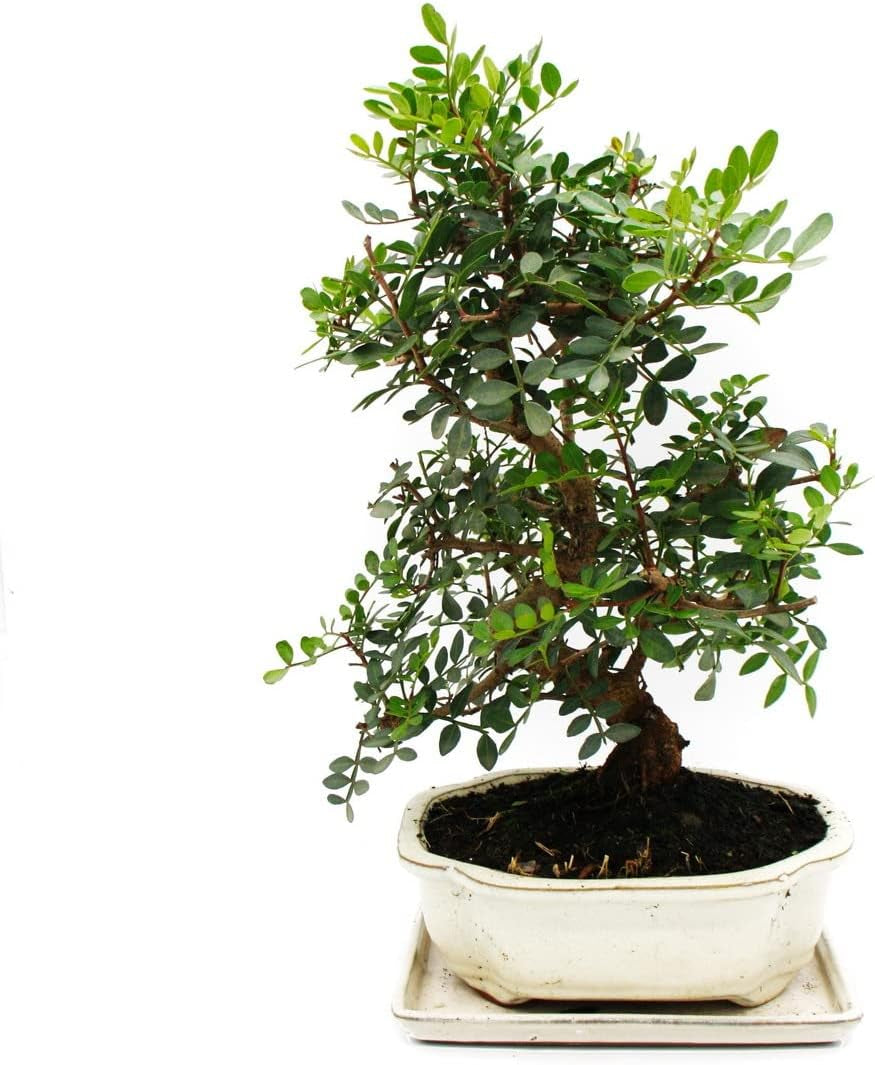 Exotenherz Bonsai - Pistacia Lentiscus - Mastixtrauch - Wilde Pistazie - Ca. 10 Jahre Alt
