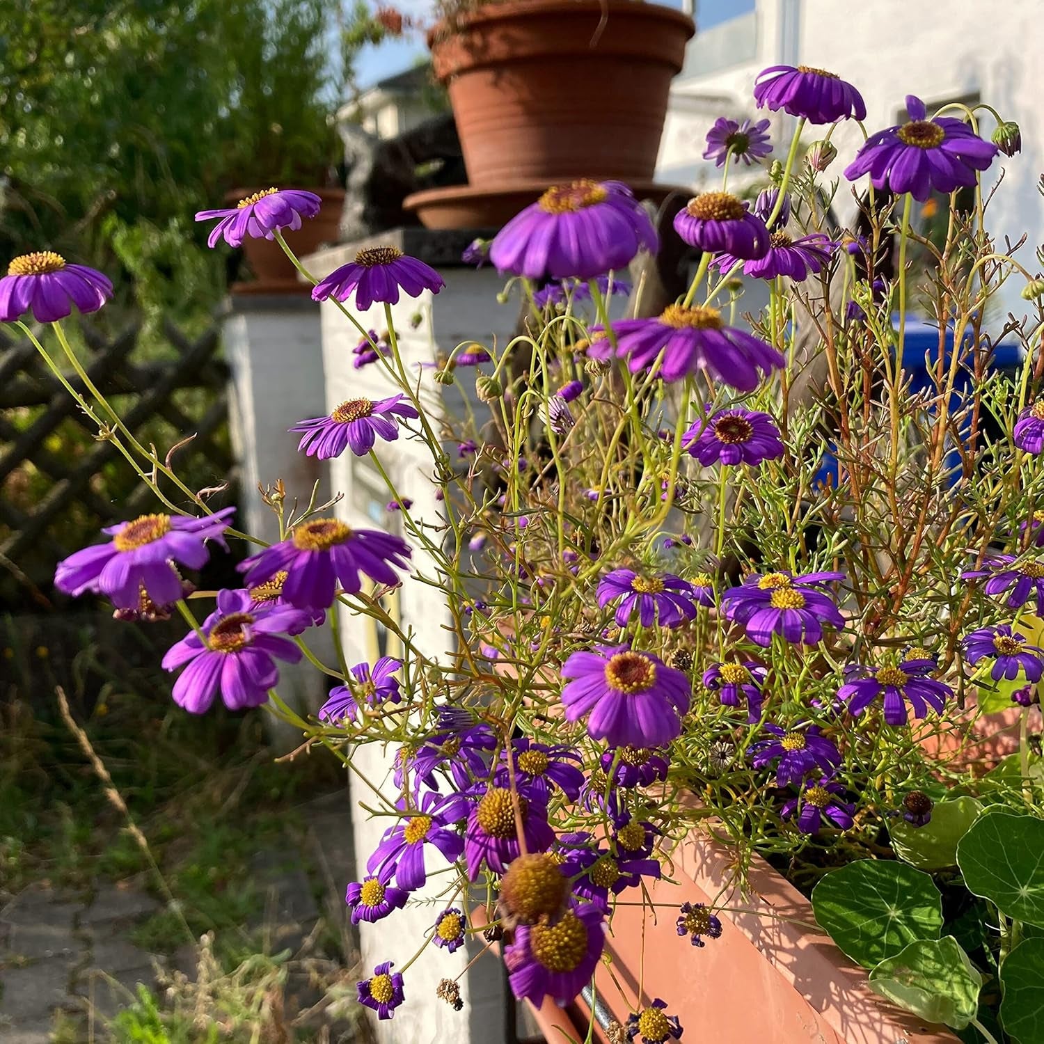 Margaretă albastră (Brachyscome iberidifolia) aprox. 500 de semințe ale florii anuale de balcon, plantă de ghiveci cu înflorire lungă, floare de vară