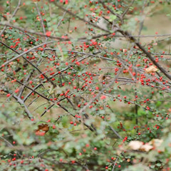 Teppichmispel, Zwergmispel, Bodendecker Cotoneaster Dammeri, Baumsamen Sträucher Garten Blumensamen Gastgeschenk Balkonpflanzen Seltene 150Samen