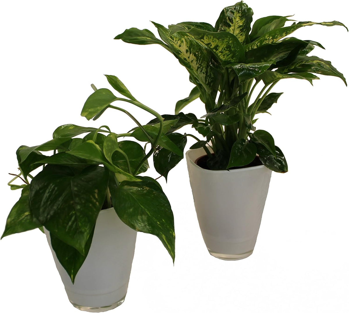 , 891124 Tropic Set, Efeutute Dieffenbachia Mit Dekotopf, Weiß