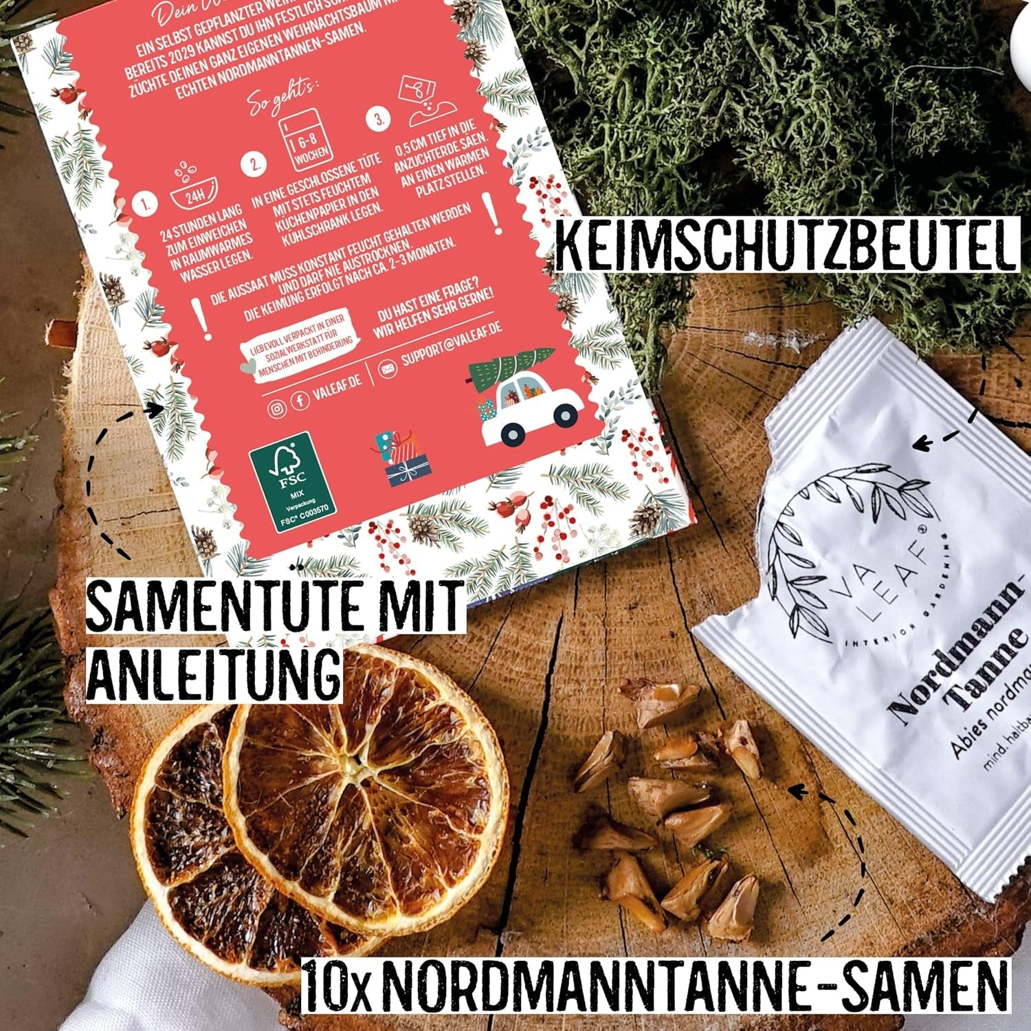 Brad de Crăciun 2030 - Semințe de brad Nordmann pentru plantarea unui brad de Crăciun, ideal ca și cadou de Crăciun Secret Santa