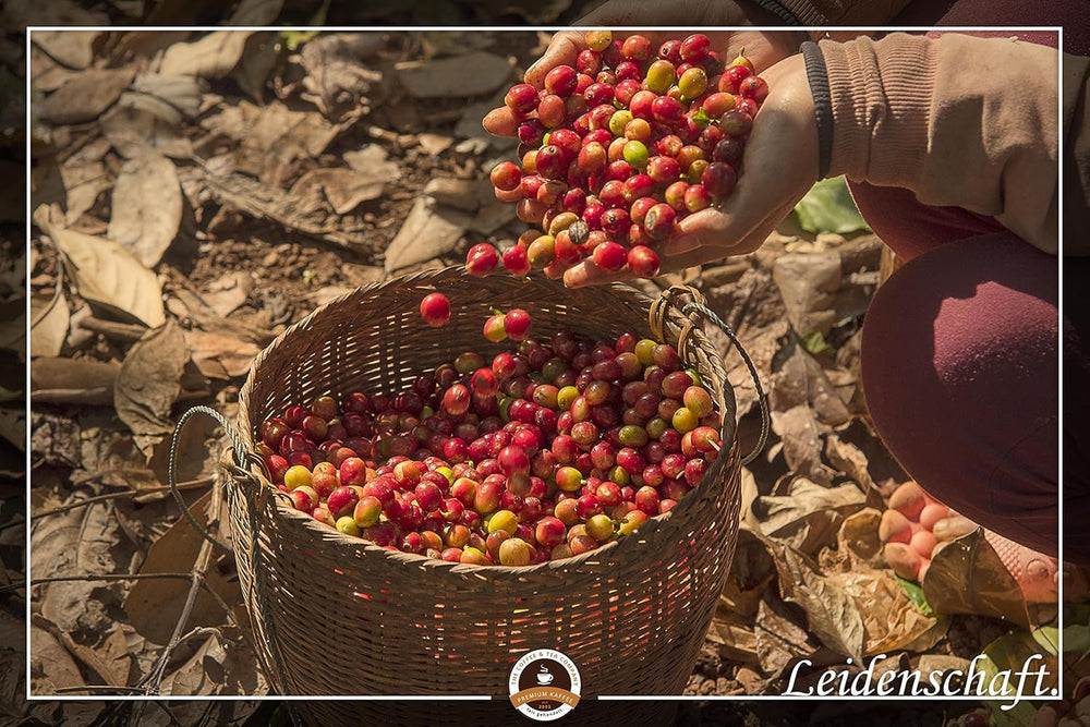 Jumbo Kaffee | Elefantenkaffee Maragogype (1000 g, Ganze Bohnen) - Die größten Bohnen der Welt, ohne Säure, extra mild