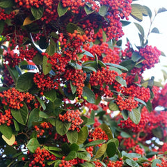 Teppichmispel, Alte Sorten Bodendecker Cotoneaster Dammeri, Garten Herbstblumen Winterhart Baumsamen Blumensamen Gastgeschenk Blühende Sträucher Winterhart 180Samen
