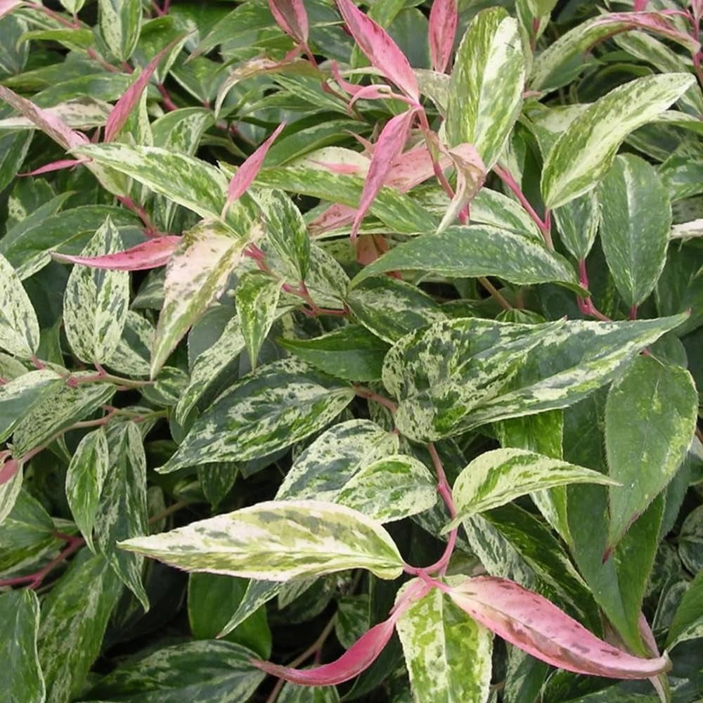 Leukothea - Leucothoe Axillaris - Winterharte Garten Sträucher Teingartenpflanzen Winterhart Gartenblumen Blumensamen Balkon Küchenkräuter Wildkräuter Blumenwiese Luftreinigende 130Samen