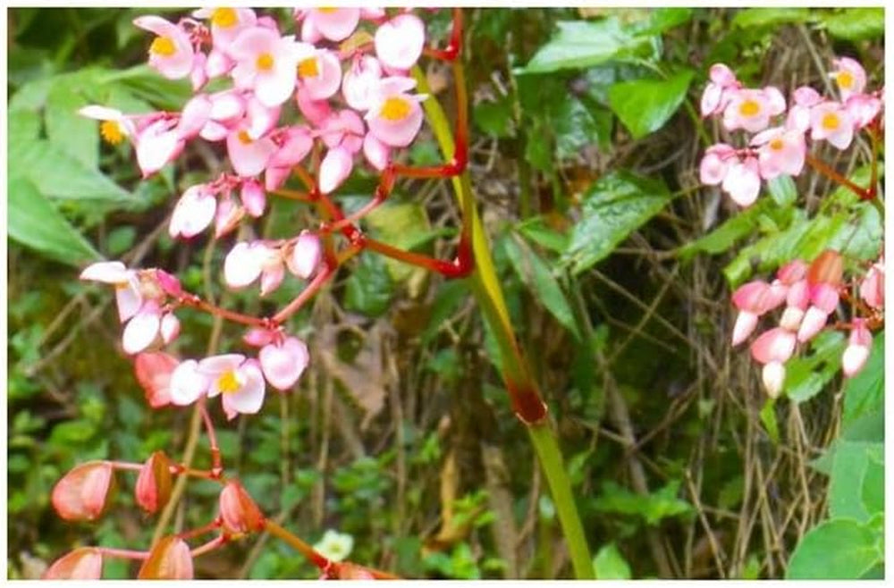 Stk - 10X Begonia Fischeri Ziersträucher Garten Pflanzen - Samen ID333 -