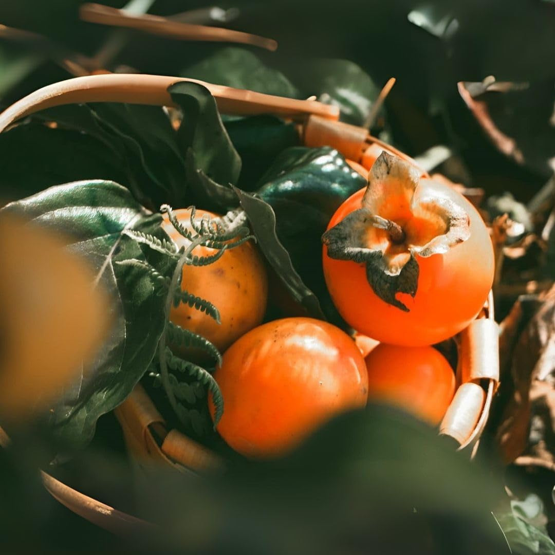 Kakibaum — Vainiglia Vaniglia — Obstpflanze Im Topf Ø 24-26 Cm — Max. Höhe 170-180 — 4 Jahre Alt