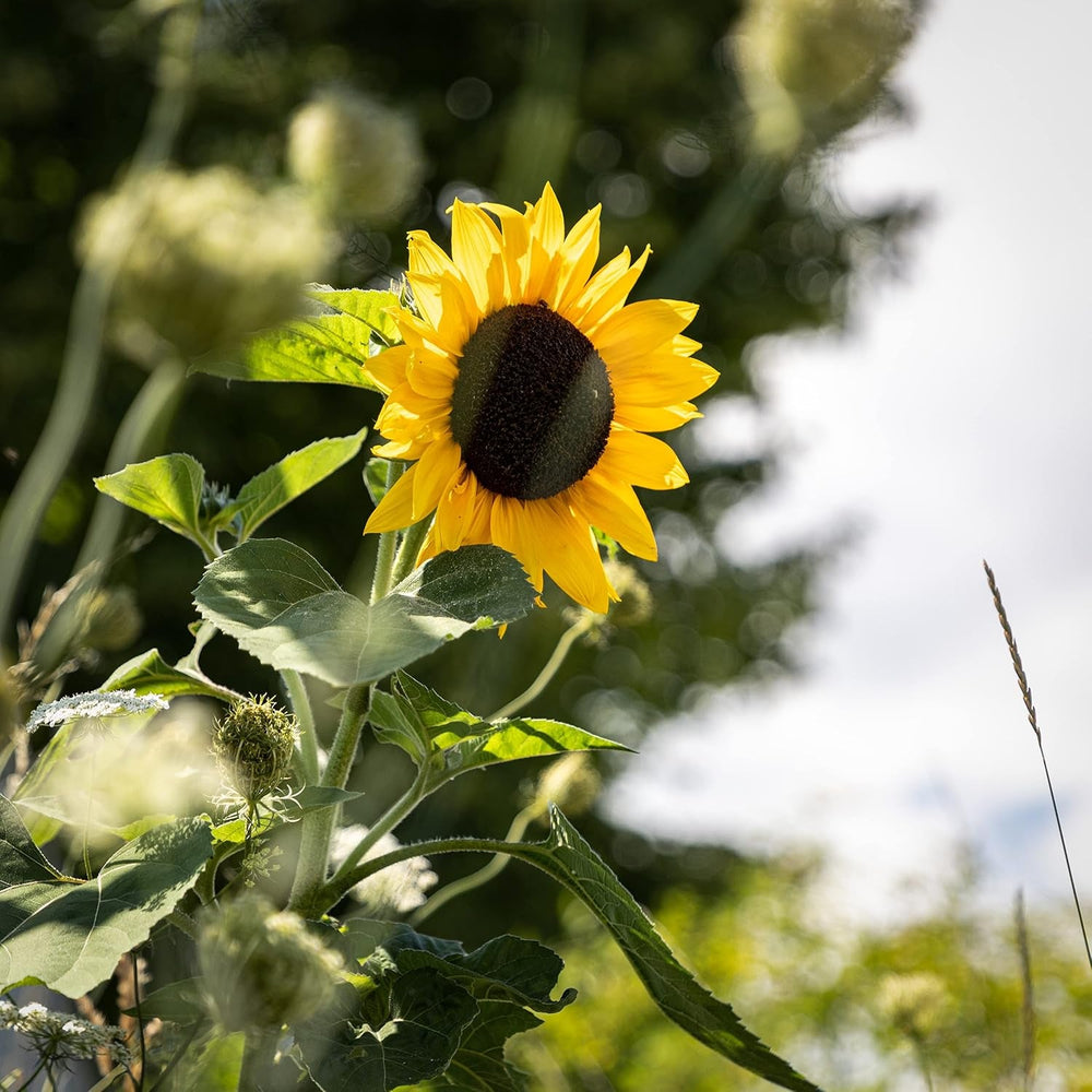 Semințe de floarea-soarelui Discus galben (Helianthus annuus): Semințe de floarea-soarelui premium, semințe de floarea-soarelui pentru cultivarea a aproximativ 20 de plante de floarea-soarelui – Semințe de flori prietenoase cu insectele de la OwnGrown