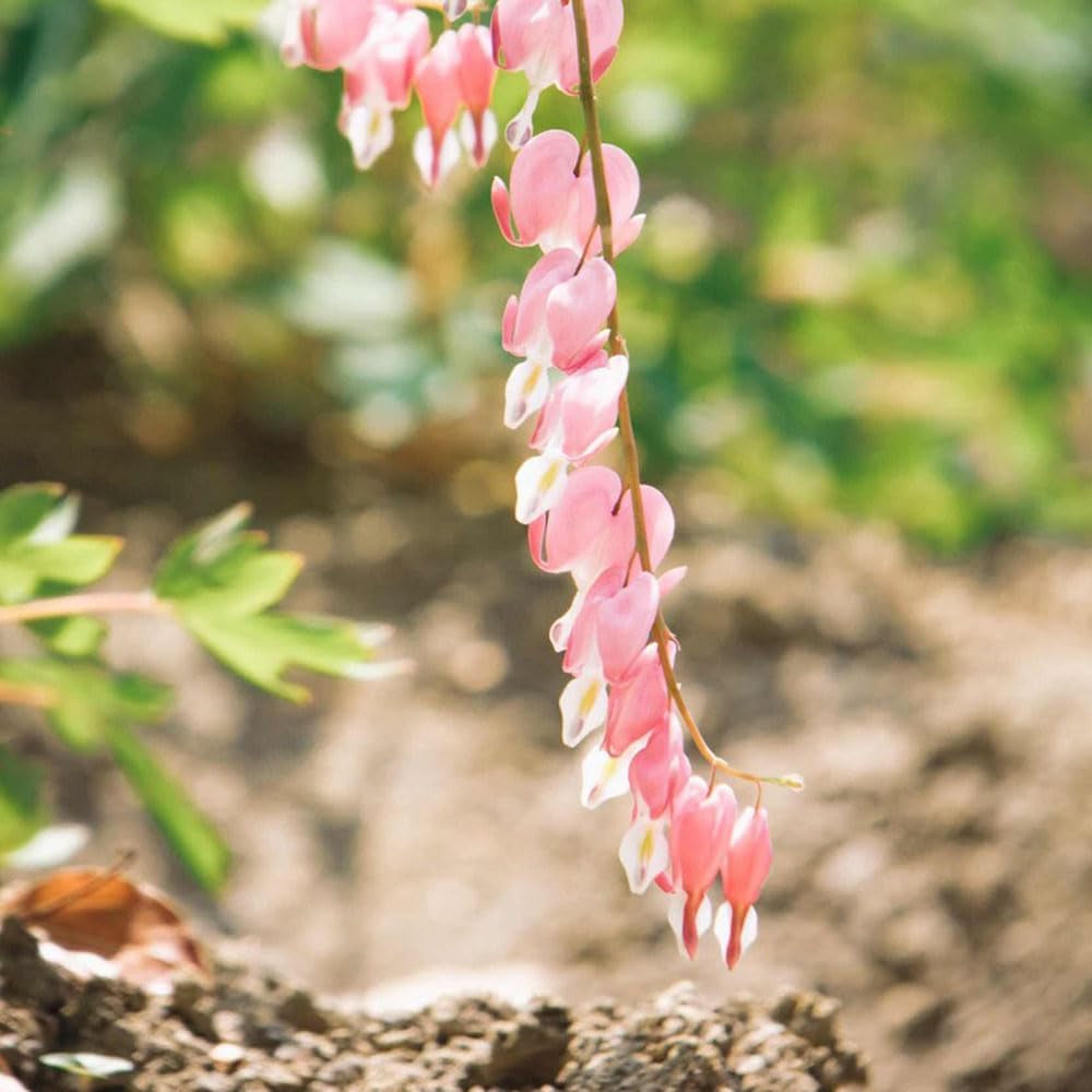 Tränendes Herz, Dicentra Spectabilis - Balkon Blumenwiese Topfblumen Minigarten Bio Balkon Blumendeko Herbst Deko Winterharte Garten Zimmerbonsai Grünpflanzen Balkonpflanzen 40Samen